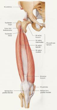 Hüftgelenk Innenrotation des Unterschenkels Musculus quadriceps femoris Der Musculus quadriceps femoris besteht aus vier Teilen: Musculus rectus femoris Musculus vastus intermedius Musculus vastus