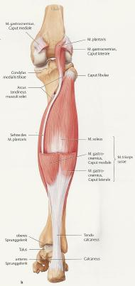 Flexorengruppe Musculus triceps surae Der Musculus triceps surae besteht aus: Musculus soleus Musculus gastrocnemius mediale + laterale Musculus soleus + gastrocnemius m.