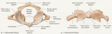 1 Wirbelsäule Die Columna vertebralis (Wirbelsäule) stellt die Grundlage des Stammes dar und besteht
