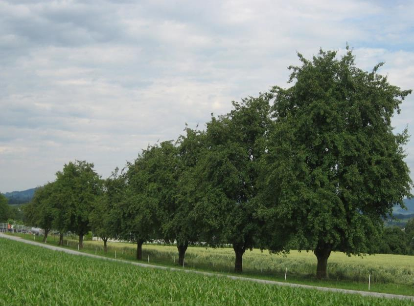 ZH 33 Alleen und Baumreihen Eichen, Buchen, Linden und weitere standortheimische Bäume Mindestens 10 Bäume in einer Reihe Abstand von Baum zu Baum mindestens 10 m (Anmeldung mit Code 924.