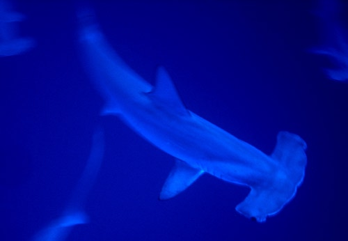 Das Gerippe der Lara am Jackson Reef und die Loullia am Gordon Reef. Unter Wasser haben sie bis auf einige Ladungsreste und Schrott wenig zu bieten.