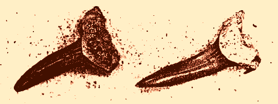 Abb. 2: Versteinerte Haifischzähne (Lamna crassiaens) aus einer Oligocän-Formation, gefunden bei Weinheim (bei Alzey). Wie kommen sie dorthin?