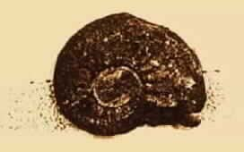 Abb. 3: Ammonit (pyritisiert; Phlyseogrammoceras dispansiforme) aus einer Lias zeta-formation, gefunden bei Mistelgau (bei Bayreuth). Wie kommt er dart hin?