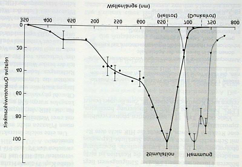 1961) 849 850 Energiebereitstellung in der Zelle Mobilisierung der Stärke Photosynthese (CO 2 )n + (H 2 O) 2n (CH 2 O) n + (H 2 O)n + (O 2 ) n Zellatmung (CH 2 O) n + (O 2 ) n (CO 2 )n + (H 2 O) n