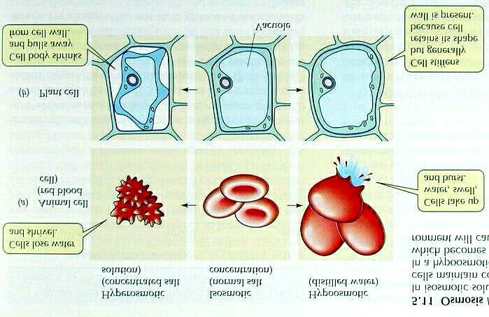 Verhalten von Tier- und Pflanzenzellen in unterschiedlichem Milieu Hypertonisch Isotonisch Hypotonisch Plasmolyse von Zwiebelzellen