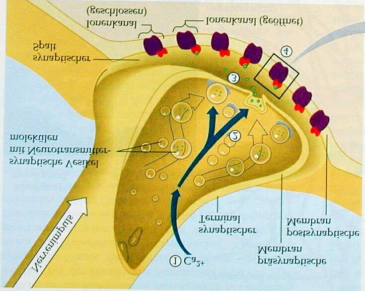 Synapse Membranpotential Na