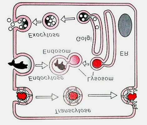 ) Ca-Speicher (Muskelzellen Tiere, in Ranken bei manchen Pflanzen) Rauhes ER Membrangenese Proteinsynthese (sekretorische