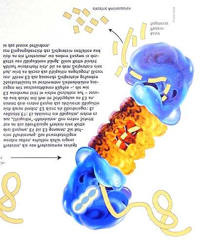 finden Proteasomen sind viel kleiner als Microbodies