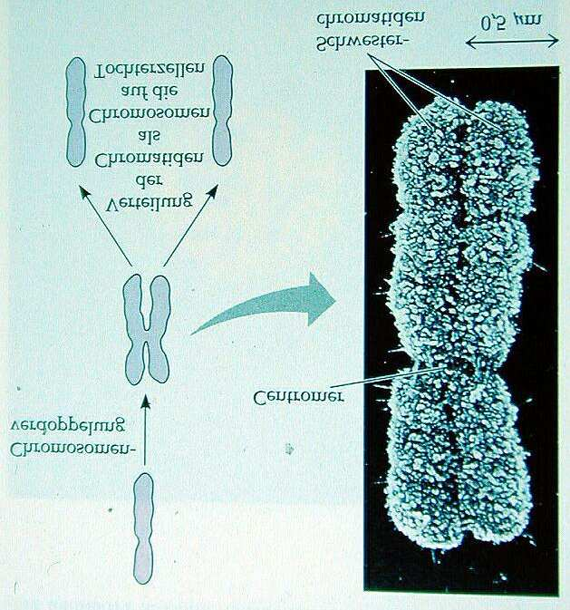 Phasen des Zellzyklus - Mitose Prophase die heterochromatischen Chromozentren lösen sich auf Mikrotubuli werden synthetisiert und bilden das Präprophaseband immer stärkere Kondensation, Chromatiden