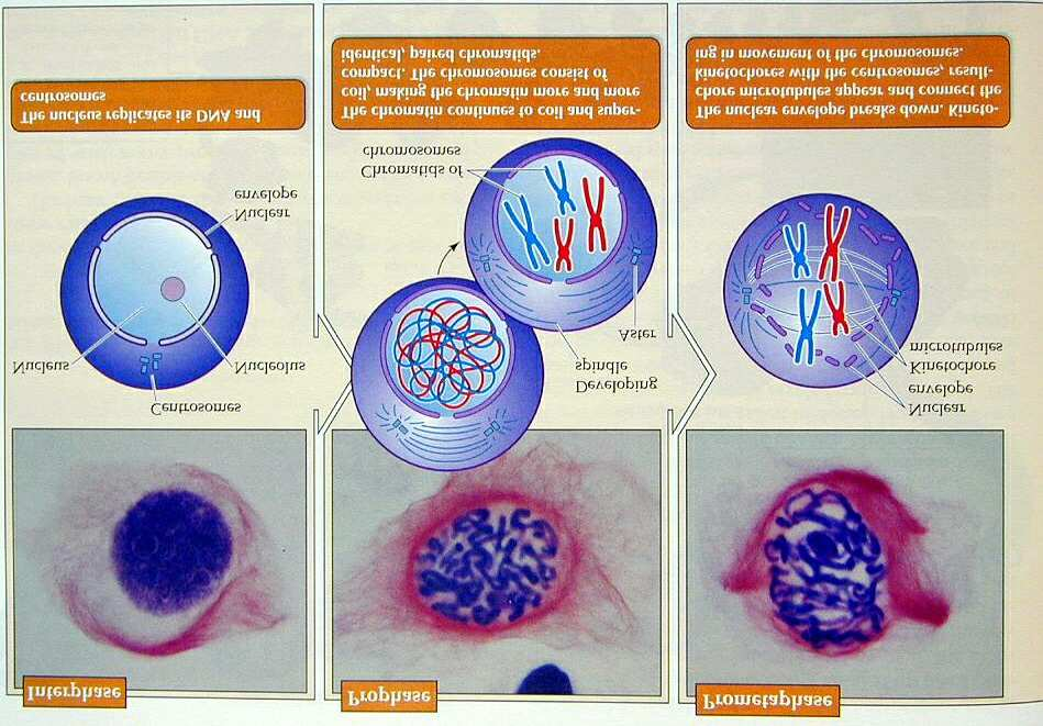 Äquatorialebene Umordnung der Mikrotubuli => Ausbildung des Spindelapparates Spindelfasern setzen am Centromer der Chromosomen an Chromosom Centromer Chromosomenverdoppelung Schwesterchromatiden 553