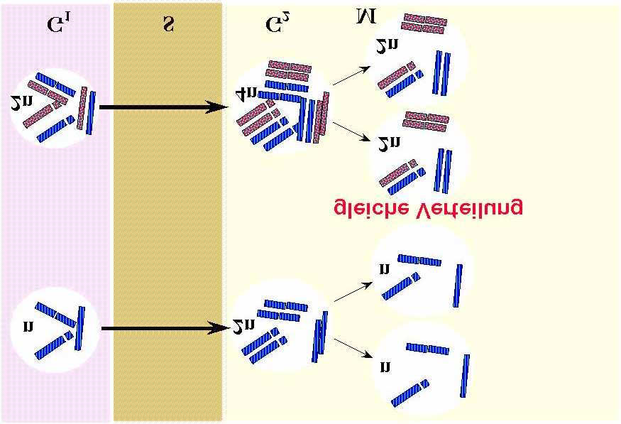 Wesentlich ist die Paarung der homologen Chromosomen mit der Bildung des synaptische Komplexes.