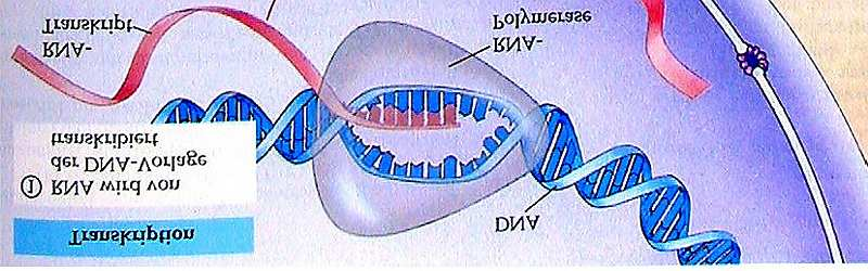 DNA Beginn der Transkription mrna Transkription Prä-mRNA mrna c