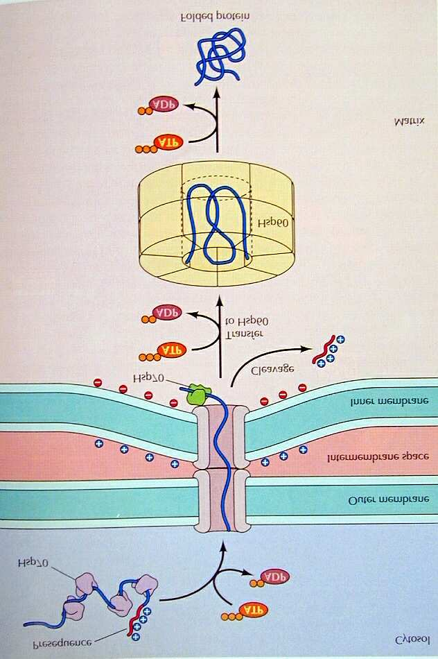Ribosomen Prä-mRNA aus nichtcodierenden (Introns) und codierenden (Exons) Regionen Reverse Transkriptase