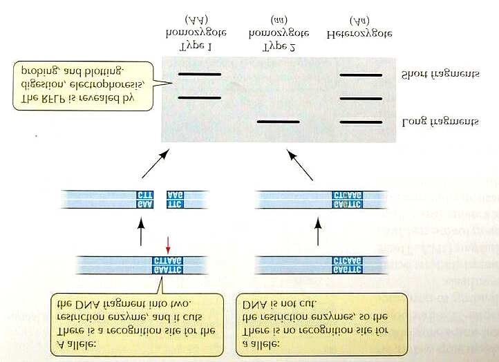 Genetik Definitionen RFLP RFLP - Restriction Fragment
