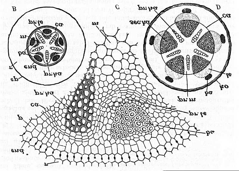 sekundäre dicotyle Wurzel Bildung eines Kambiumringes sek. dicotyle Wurzel sek.