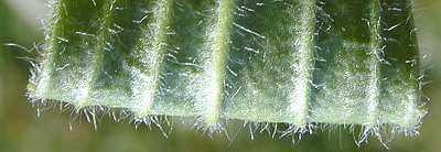 Trichome Gymnospermen Hyphenbesetzte Wurzel Ericaceae