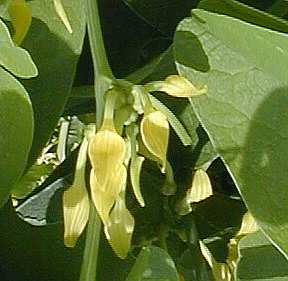 Nymphaeaceae,  Blüten