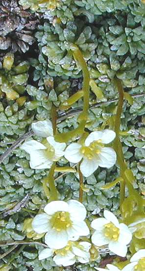 tricolporat Blüten oft