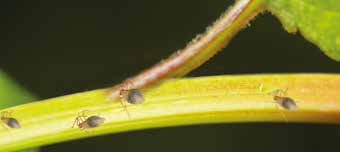 Kurative Strategie Wenn Blattläuse bereits vorhanden und identifiziert sind, ermöglicht eine hohe Einsatzmenge der angepassten Schlupfwespenart eine gezielte Kontrolle der Blattlauspopulation, und