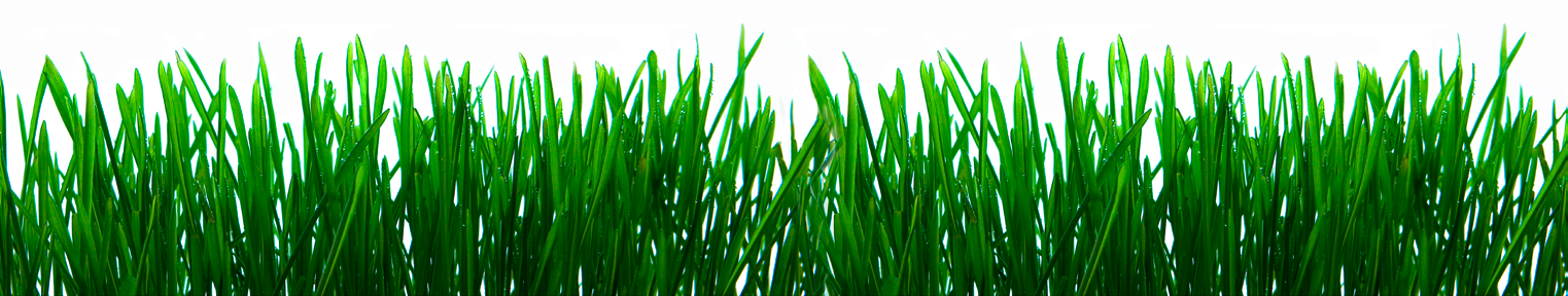 Für perfekte Rasenflächen Certoplant Royal Allround Universal-Rasendünger mit Langzeitwirkung. Certoplant Royal Turbo Certoplant Royal Relax Certoplant Royal Mossino Rasendünger mit Sofort-Effekt.