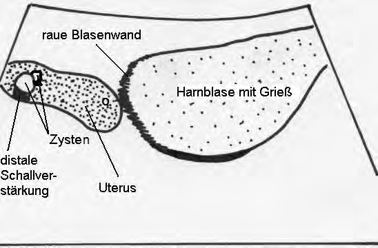 Sehr deutlich sind außerdem die knotigen Verdickungen und die bucklige Oberfläche des Uterus. Ergebnisse Abb.