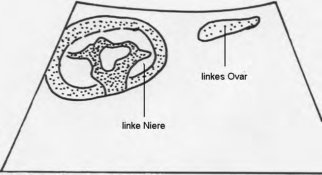 Bei dieser Häsin kann man außerdem das zentral gelegene schmale Mark des Ovars besonders deutlich