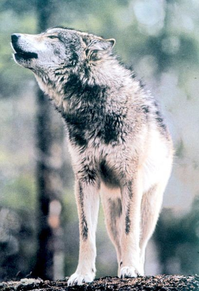 Wolfs s pra c he Reparierwolf, Ratschläge, Geschichten erzählen, Sympathie, Leugnen von Verantwortung, Schuldzuweisungen, Beschämung, Vorwurf, Generalisierungen,