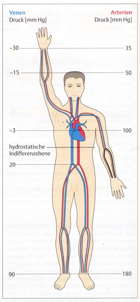 Gefässdrücke aus: Silbernagl Despopoulos "Taschenatls Physiologie" 14 Beim aufrechten Stand sind die Drücke in Arterien und Venen des Beines extrem: Der Druck