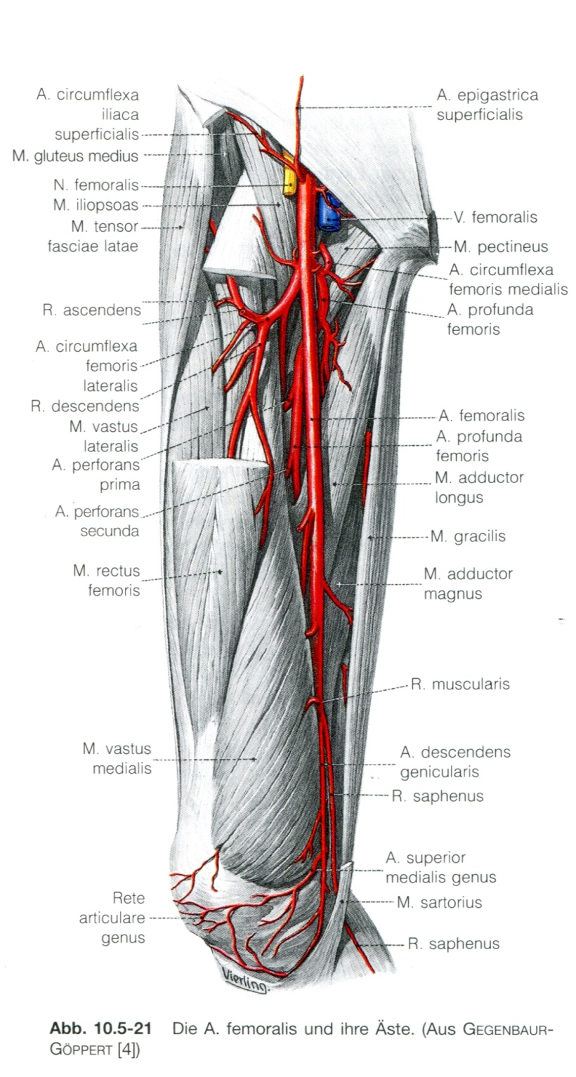 Arterien aus: Benninghoff "Anatomie" 5 Die Gelenkregionen werden durch