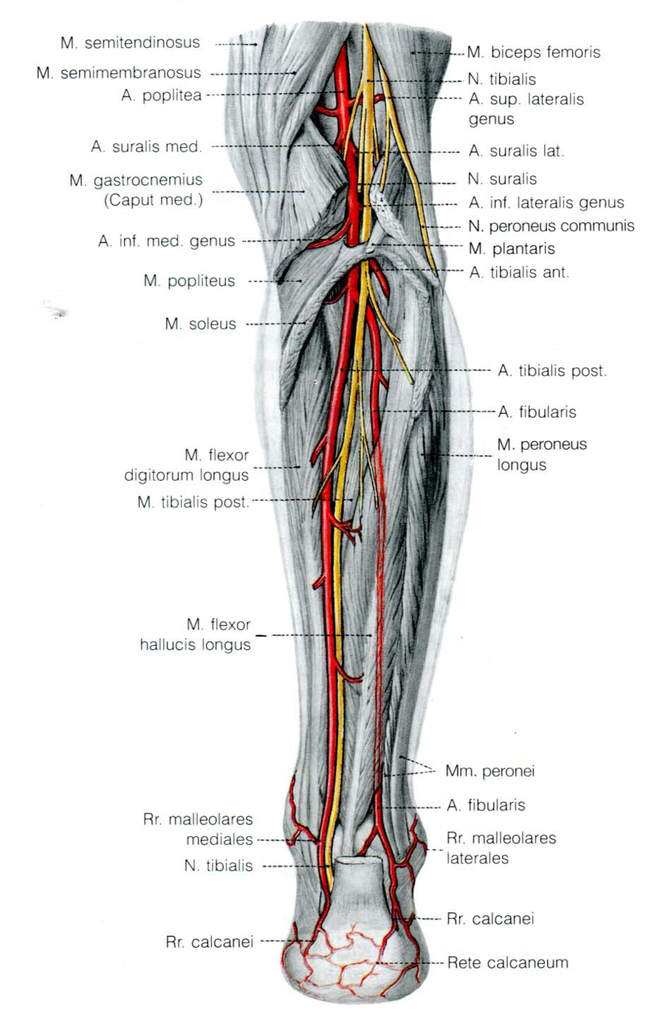 Arterien aus: Benninghoff "Anatomie" 6 In der Kniekehle heisst die Arterie, die am Oberschenkel noch Arteria femoralis hiess, nun Arteria poplitea, Arterie