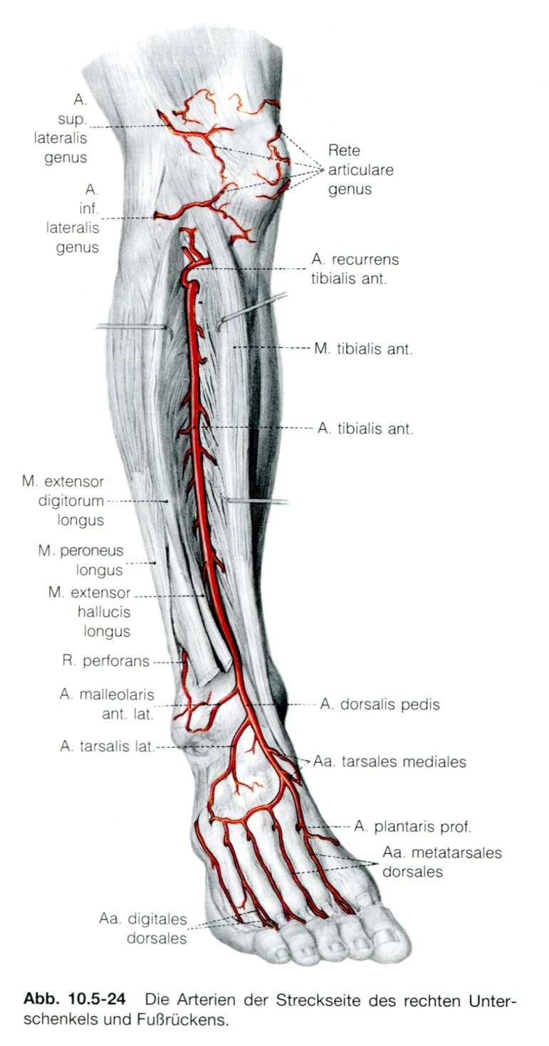 Arterien aus: Benninghoff "Anatomie" 7 Vorne im Unterschenkel verläuft die Arteria tibialis anterior in der Extensorenloge.