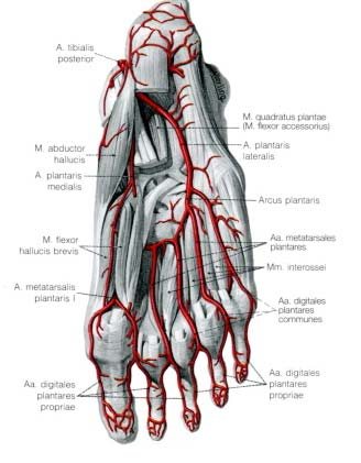 Arterien aus: Benninghoff "Anatomie" 8 Die Arterien der Fusssohle werden hauptsächlich aus der Arteria tibialis posterior hinter dem Innenknöchel