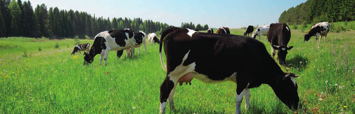 AUSGEREIFTE FINANZIERUNGSLÖSUNGEN FÜR MEHR WACHSTUM abcfinance agrar-solutions Als Milchbauer, Land- oder Forstwirt wollen Sie auf Ihrem Hof etwas bewegen.