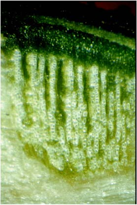 4: Mistelsenker (Viscum album auf Malus domestica) Erläuterungen: Wirtsast radial geschnitten, Mistelsenker (links) mit vertikal übereinander lagernden Xylemsträngen (rechts).