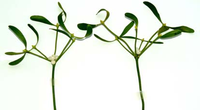 Blütenständen; dazwischen treten Übergangsformen mit gestauchten Internodien, nur einem Blatt oder zweizähligen Blütenständen auf (13).