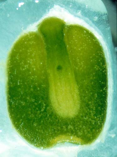 26 H. Ramm: Einfluß bodenchemischer Standortfaktoren auf Wachstum und pharmazeutische Qualität von Eichenmisteln Embryosäcken hervorgehen, die ohne Integumente nackt im Zentralkörpergewebe lagern,