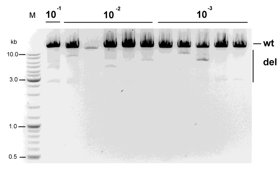 - 48-10 -1 / 10-2 / 10-3 Abb. 8: Einzel-Deletions-Bestimmung der Kontrollprobe k10: Abschätzung der geeigneten DNA- Konzentration.