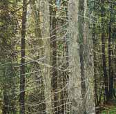 Ausstellung in der Galerie 3 zu sehen. Bekannt für seine Wald-Motive, arbeitet Orsini-Rosenberg viel in der freien Natur, wo er Stimmungen, Licht etc. am unmittelbarsten einfangen kann.