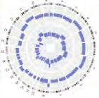 Knochenmark- Aspirat Ausstrich Zytologie Tumorlast Myelomzellgehalt Myelomzellen hochreine Myelomzelle CD138-Aufreinigung Qualitätskontrolle 10 4 10 3 10 1 10 2 Molekulare Charakterisierung 10 0 10 0