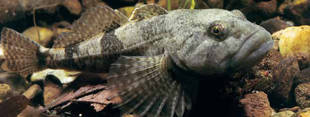 Rundmäuler und Fische Groppe Groppe (Cottus gobio) Die mit einer Körperlänge von bis zu ca.