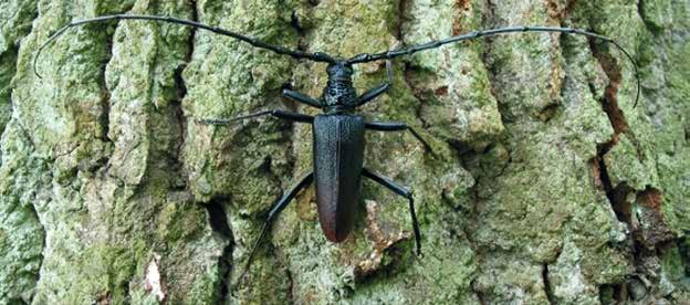 Käfer Heldbock Käfer Heldbock, Großer Eichenbock (Cerambyx cerdo) Mit einer Körperlänge von 3 5,6 cm gehört der Heldbock zu den größten heimischen Käfer arten.