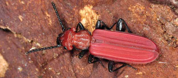 Käfer Scharlachkäfer Scharlachkäfer (Cucujus cinnaberinus) Der Scharlachkäfer mit einer Körperlänge von 1,1 1,5 cm ist leuchtend rot gefärbt und weist einen stark abgeplatteten Körperbau auf.