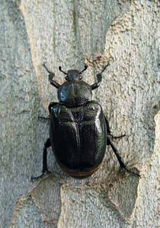 Käfer Juchtenkäfer, Eremit* (Osmoderma eremita)* Der Juchtenkäfer erreicht eine Körperlänge von 2,3 3,8 cm. Er ist am ganzen Körper braun-schwarz gefärbt mit einem schwachen Metallschimmer.
