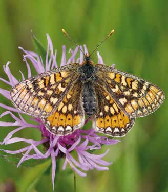 Schmetterlinge Goldener Scheckenfalter (Eurodryas aurinia) Die Flügelspannweite des Goldenen Scheckenfalters liegt bei 4 bis 5 cm.