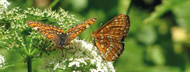 Schmetterlinge Eschen-Scheckenfalter Eschen-Scheckenfalter (Hypodryas maturna) Zwischen 4 5 cm misst die Flügelspannweite des Eschen-Scheckenfalters.
