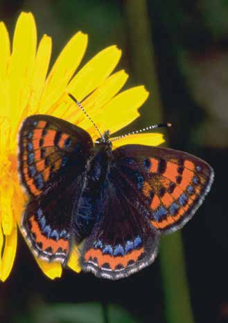 Schmetterlinge gleichmäßig gebogene Punktreihen; ebenso eine breite, orangefarbene Endbinde mit schwarz- weißer Musterung.