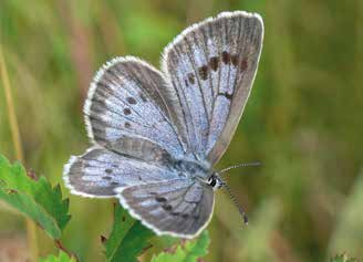 Schmetterlinge Heller Wiesenknopf-Ameisen-Bläuling (Maculinea teleius) Die Flügel spannweite dieser Schmetterlings art beträgt ca. 3,5 4 cm.