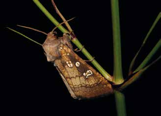 Schmetterlinge Haarstrangeule Gortyna borelii Die Haarstrangeule besitzt eine Flügelspannweite von ca. 5,5 cm und gehört damit zu den größeren Eulen.