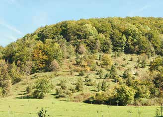 Heiden und Gebüsche Verbreitung in Baden-Württemberg Wacholderheiden kommen hauptsächlich auf der Schwäbischen Alb vor, sind aber auch in den Muschelkalk- und Keupergebieten sowie in Teilen des