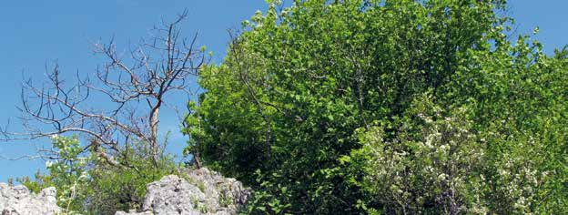 Heiden und Gebüsche Felsenkirschen-Gebüsch (Landkreis Sigmaringen) Felsenkirschen-Gebüsche* FFH-Lebensraumtyp 40A0* Der Lebensraum ist gekennzeichnet durch sommergrüne Gebüsche und die